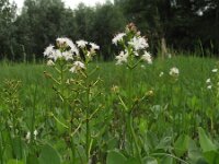 Menyanthes trifoliata 5, Waterdrieblad, Saxifraga-Rutger Barendse