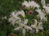 Menyanthes trifoliata 7, Waterdrieblad, Saxifraga-Rutger Barendse