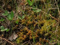 Menyanthes trifoliata 76, Waterdrieblad, Saxifraga-Hans Boll