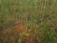 Menyanthes trifoliata 78, Waterdrieblad, Saxifraga-Hans Boll