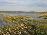 Menyanthes trifoliata 8, Waterdrieblad, Saxifraga-Dirk Hilbers