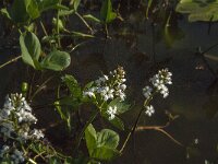 Menyanthes trifoliata 86, Waterdrieblad, Saxifraga-Jan van der Straaten