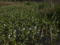 Menyanthes trifoliata 89, Waterdrieblad, Saxifraga-Jan van der Straaten