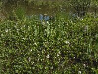 Menyanthes trifoliata 90, Waterdrieblad, Saxifraga-Jan van der Straaten