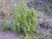 Mercurialis annua 2, Tuinbingelkruid, Saxifraga-Peter Meininger