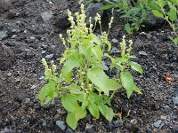 Mercurialis annua 3, Tuinbingelkruid, Saxifraga-Peter Meininger