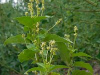 Mercurialis annua 4, Tuinbingelkruid, Saxifraga-Ed Stikvoort