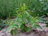 Mercurialis annua 7, Tuinbingelkruid, Saxifraga-Ed Stikvoort