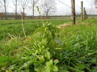 Mercurialis annua 8, Tuinbingelkruid, Saxifraga-Rutger Barendse