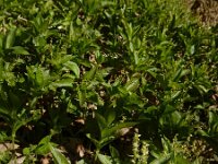 Mercurialis perennis 15, Bosbingelkruid, Saxifraga-Ed Stikvoort