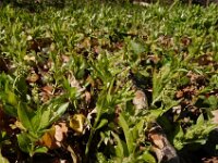 Mercurialis perennis 17, Bosbingelkruid, Saxifraga-Ed Stikvoort