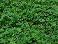 Mercurialis perennis 19, Bosbingelkruid, Saxifraga-Ed Stikvoort