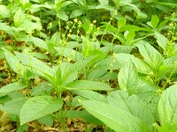 Mercurialis perennis 24, Bosbingelkruid, Saxifraga-Hans Grotenhuis
