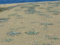 Mertensia maritima 10, Saxifraga-Hans Grotenhuis