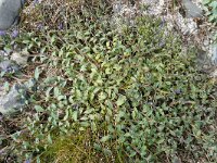 Mertensia maritima 15, Saxifraga-Hans Grotenhuis