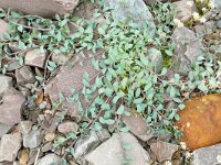 Mertensia maritima 16, Saxifraga-Hans Grotenhuis