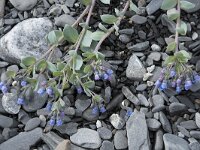 Mertensia maritima 22, Saxifraga-Willem van Kruijsbergen
