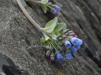 Mertensia maritima 23, Saxifraga-Willem van Kruijsbergen