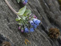 Mertensia maritima 24, Saxifraga-Willem van Kruijsbergen
