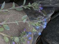 Mertensia maritima 28, Saxifraga-Willem van Kruijsbergen