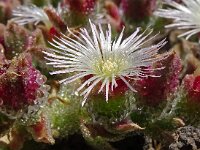 Mesembryanthemum crystallinum 6, Saxifraga-Hans Grotenhuis