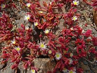 Mesembryanthemum nodiflorum 10, Saxifraga-Hans Grotenhuis