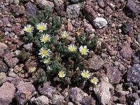 Mesembryanthemum nodiflorum 2, Saxifraga-Jan van der Straaten