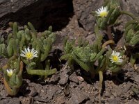 Mesembryanthemum nodiflorum 4, Saxifraga-Willem van Kruijsbergen
