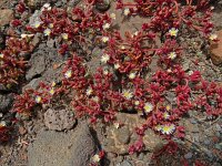 Mesembryanthemum nodiflorum 9, Saxifraga-Hans Grotenhuis