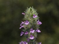 Micromeria nervosa 4, Saxifraga-Willem van Kruijsbergen