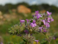 Micromeria nervosa 5, Saxifraga-Ed Stikvoort