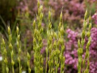 Micropyrum tenellum 6, Grindstijfgras, Saxifraga-Ed Stikvoort