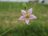 Minuartia geniculata 3, Saxifraga-Rutger Barendse