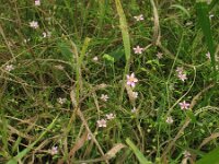 Minuartia geniculata 4, Saxifraga-Rutger Barendse