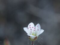 Minuartia verna 12, Saxifraga-Rutger Barendse