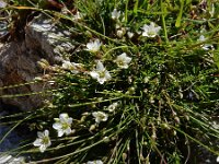 Minuartia verna 17, Saxifraga-Ed Stikvoort