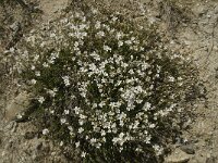 Minuartia verna ssp verna 10, Saxifraga-Willem van Kruijsbergen