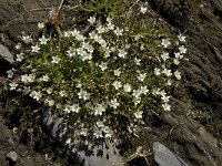 Minuartia verna ssp verna 3, Saxifraga-Willem van Kruijsbergen