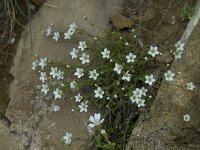 Minuartia verna ssp verna 4, Saxifraga-Willem van Kruijsbergen