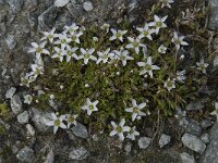 Minuartia verna ssp verna 5, Saxifraga-Willem van Kruijsbergen