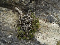 Minuartia verna ssp verna 6, Saxifraga-Willem van Kruijsbergen
