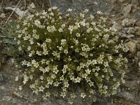 Minuartia verna ssp verna 7, Saxifraga-Willem van Kruijsbergen