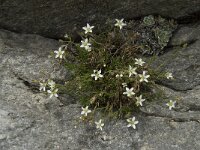 Minuartia verna ssp verna 8, Saxifraga-Willem van Kruijsbergen