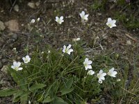 Minuartia verna ssp verna 9, Saxifraga-Willem van Kruijsbergen