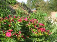 Mirabilis jalapa 2, Nachtschone, Saxifraga-Rutger Barendse