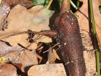 Mirabilis jalapa 4, Nachtschone, Saxifraga-Rutger Barendse