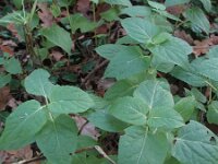 Mirabilis jalapa 8, Nachtschone, Saxifraga-Rutger Barendse