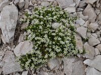 Moehringia ciliata 4, Saxifraga-Harry Jans