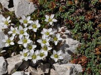 Moehringia ciliata 5, Saxifraga-Harry Jans