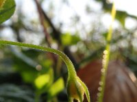 Moehringia trinervia 2, Drienerfmuur, Saxifraga-Rutger Barendse